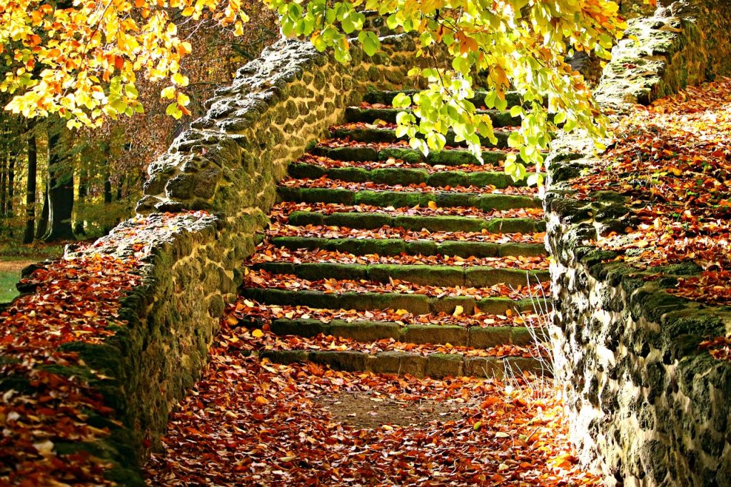stone steps in autumn, trees around dropping leaves covering the steps. 10 steps to discover your ideal career